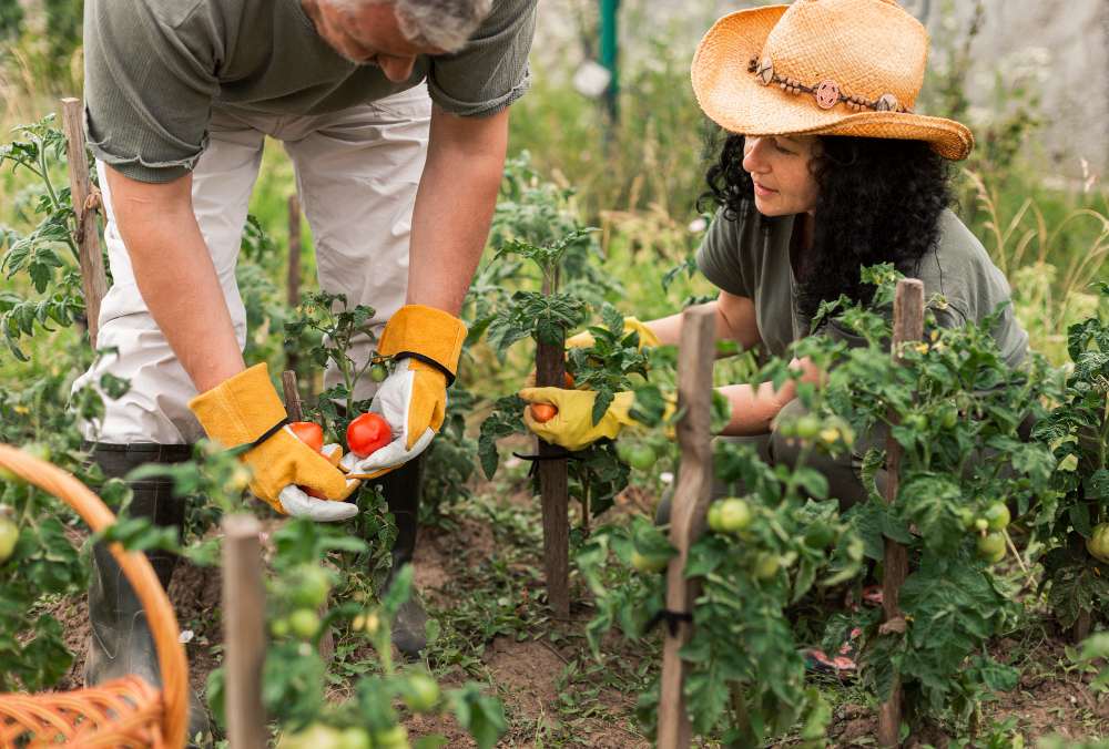 Community member harvesting vegetables